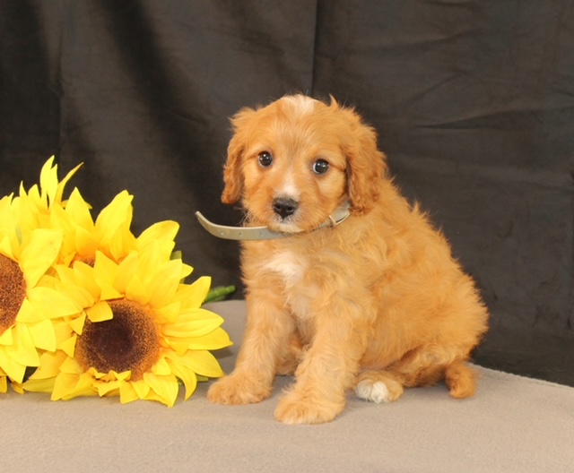 puppy, for, sale, Cavapoo, Ivan J. Stoltzfus, dog, breeder, Dornsife, PA, dog-breeder, puppy-for-sale, forsale, nearby, find, puppyfind, locator, puppylocator, aca